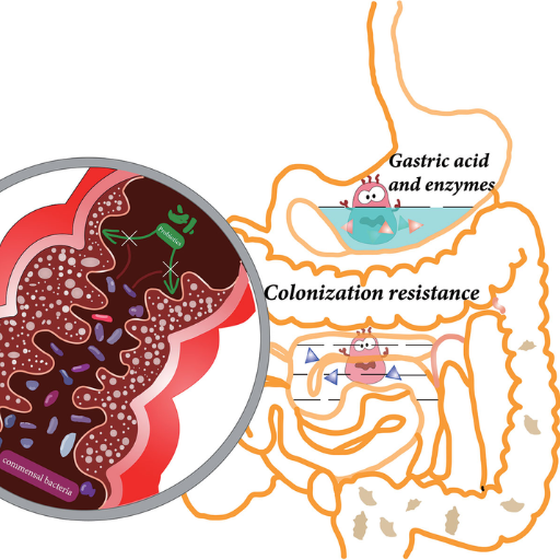 How Does Probiotic Delivery Work