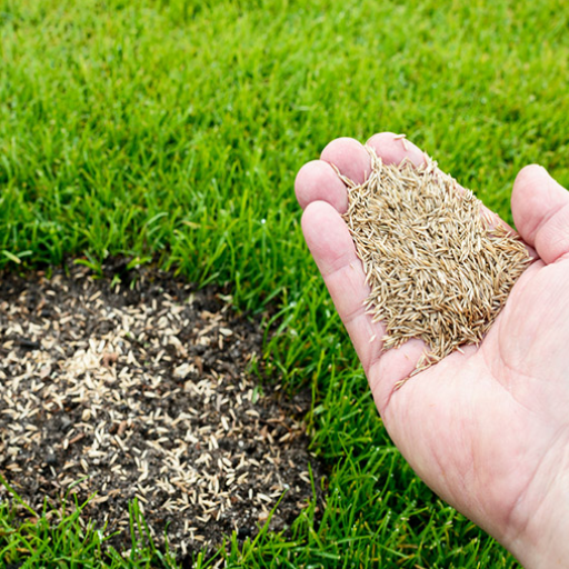 How to Achieve a Weed-Free Lawn
