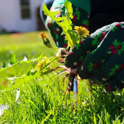 Maximizing the Effectiveness of Weed and Feed