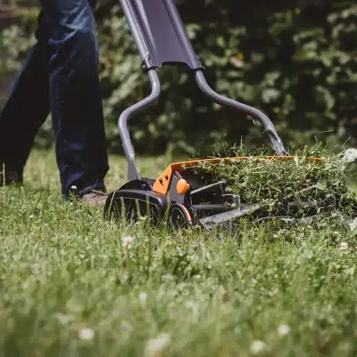 Signs It's Time to Stop Mowing Lawn