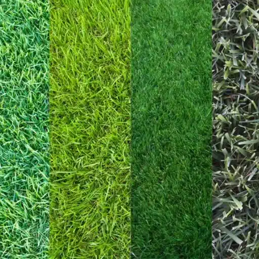 Understanding Grass Types and Their Needs