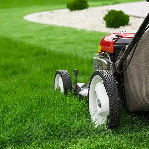 Year-Round Lawn Care Tips